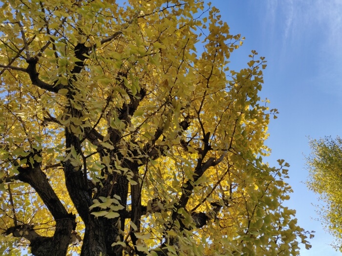 OnePlus 6Tで撮影したイチョウの木と空