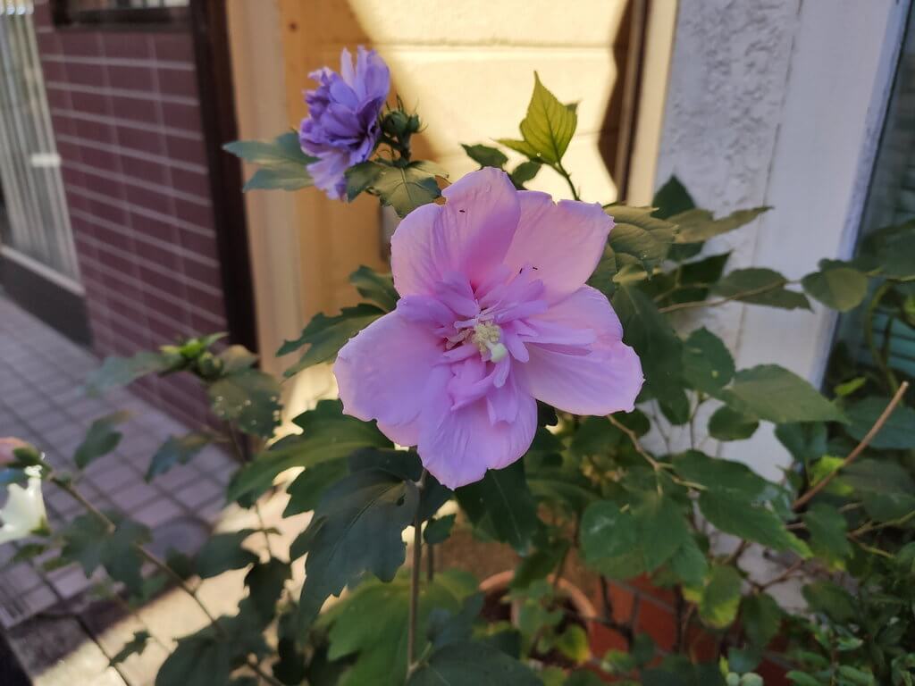 Xiaomi Mi9Tで撮影したピンクの花（ポートレートモード）