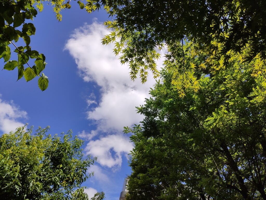 Xiaomi Mi9Tで撮影した空と木と葉っぱ