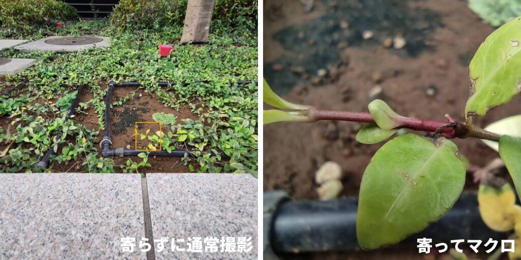 Xiaomi Mi Note 10で撮影した葉っぱ。通常撮影とマクロモードの比較