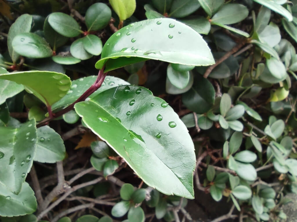 Xiaomi Mi Note 10のマクロモードで撮影した雨上がりの水滴と葉っぱ