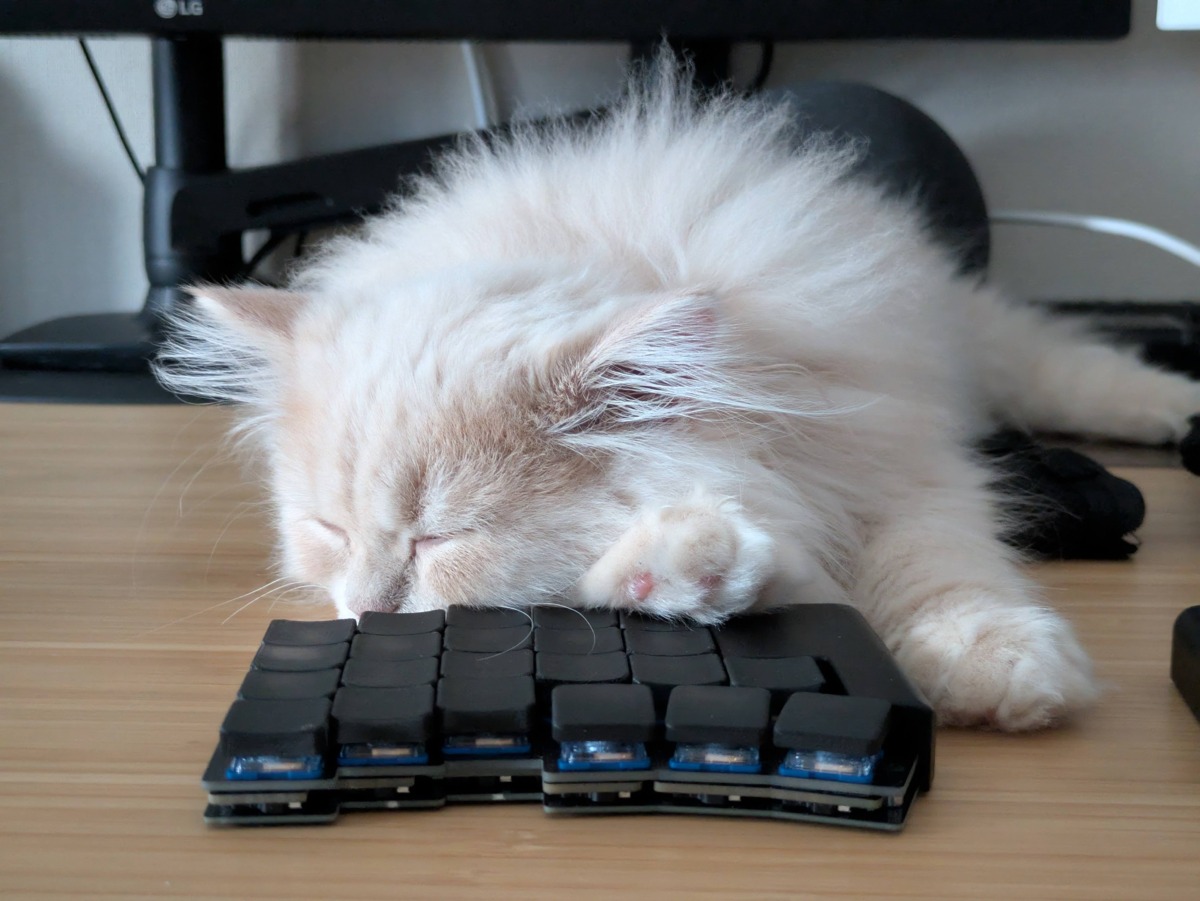 torabo-tsuki LP(XS) レビュー デスクの上で猫が寝ている 7ヶ月この机の上にある